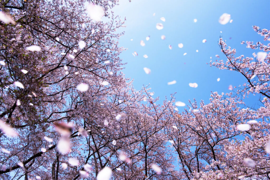春の風に呼び名と違いがある!? 新たな始まりにパワーストーンを身に着けて活力やバランスを整えよう!!